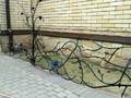 Кованый забор для палисадника с элементом «червонка» , листьями и цветами - фото