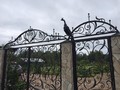 Кованые ворота с фигурой птицы - фото